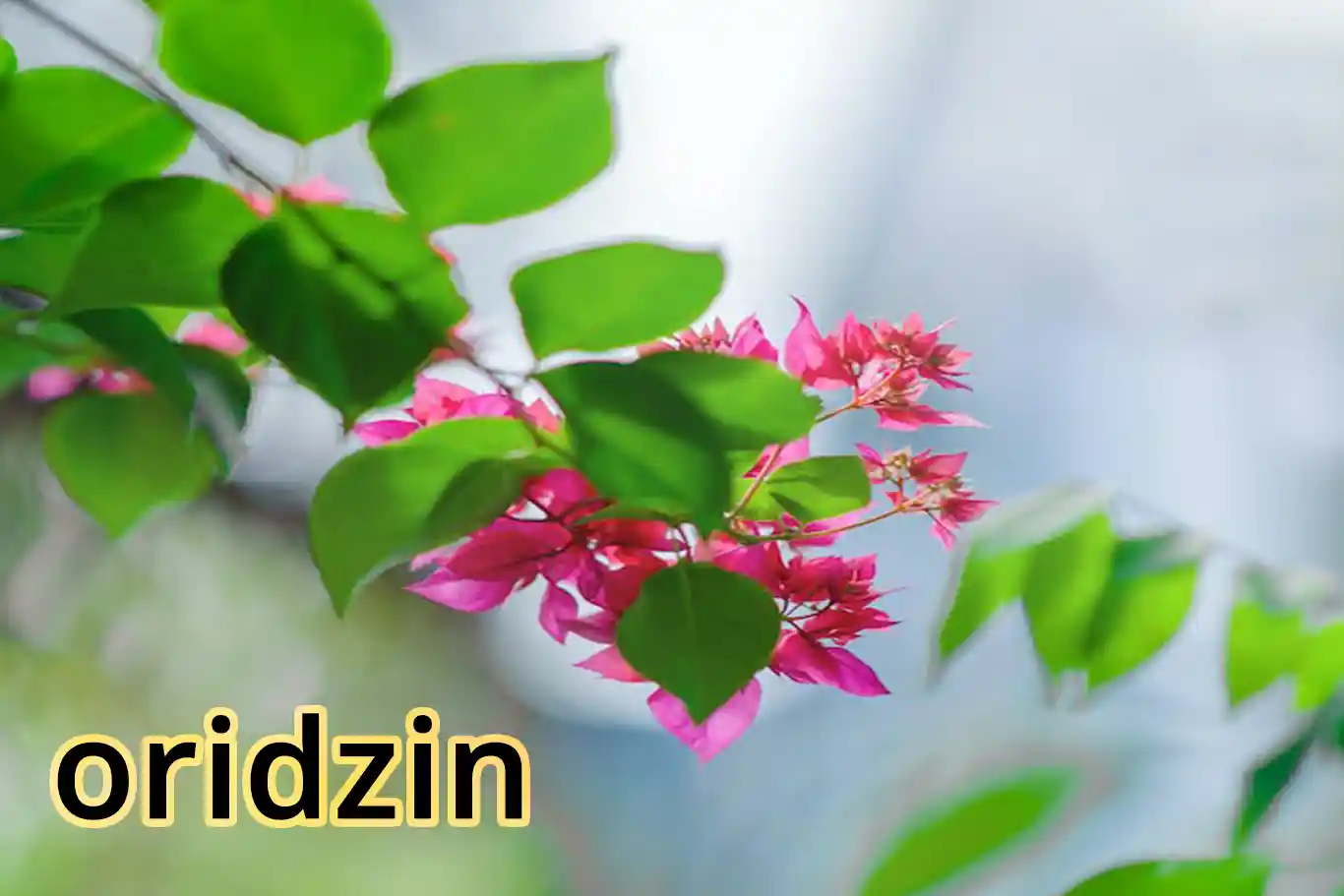 oridzin