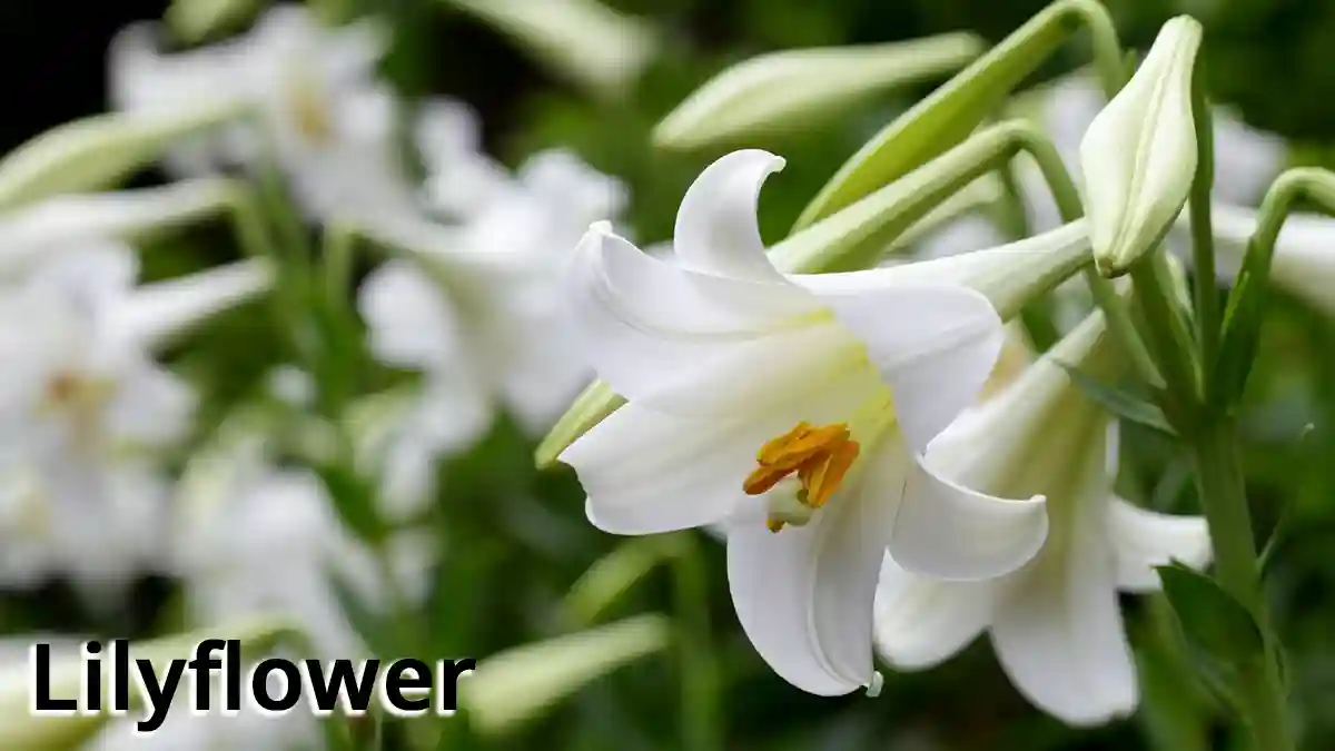 Lilyflower